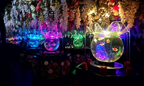 私の写真フォルダ・・・