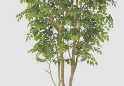 夏が来れば思い出す